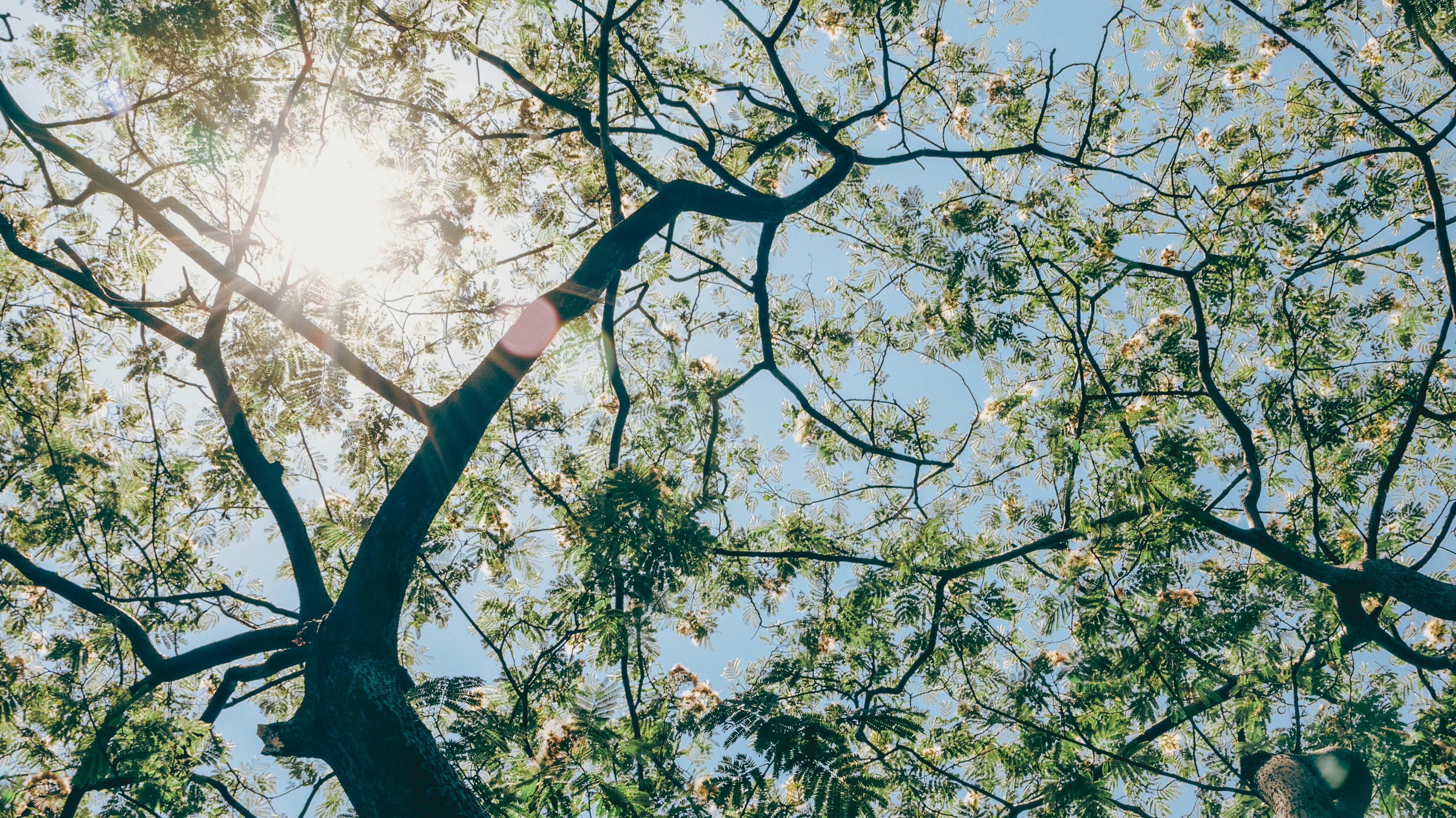 A Brief History of Solar Energy