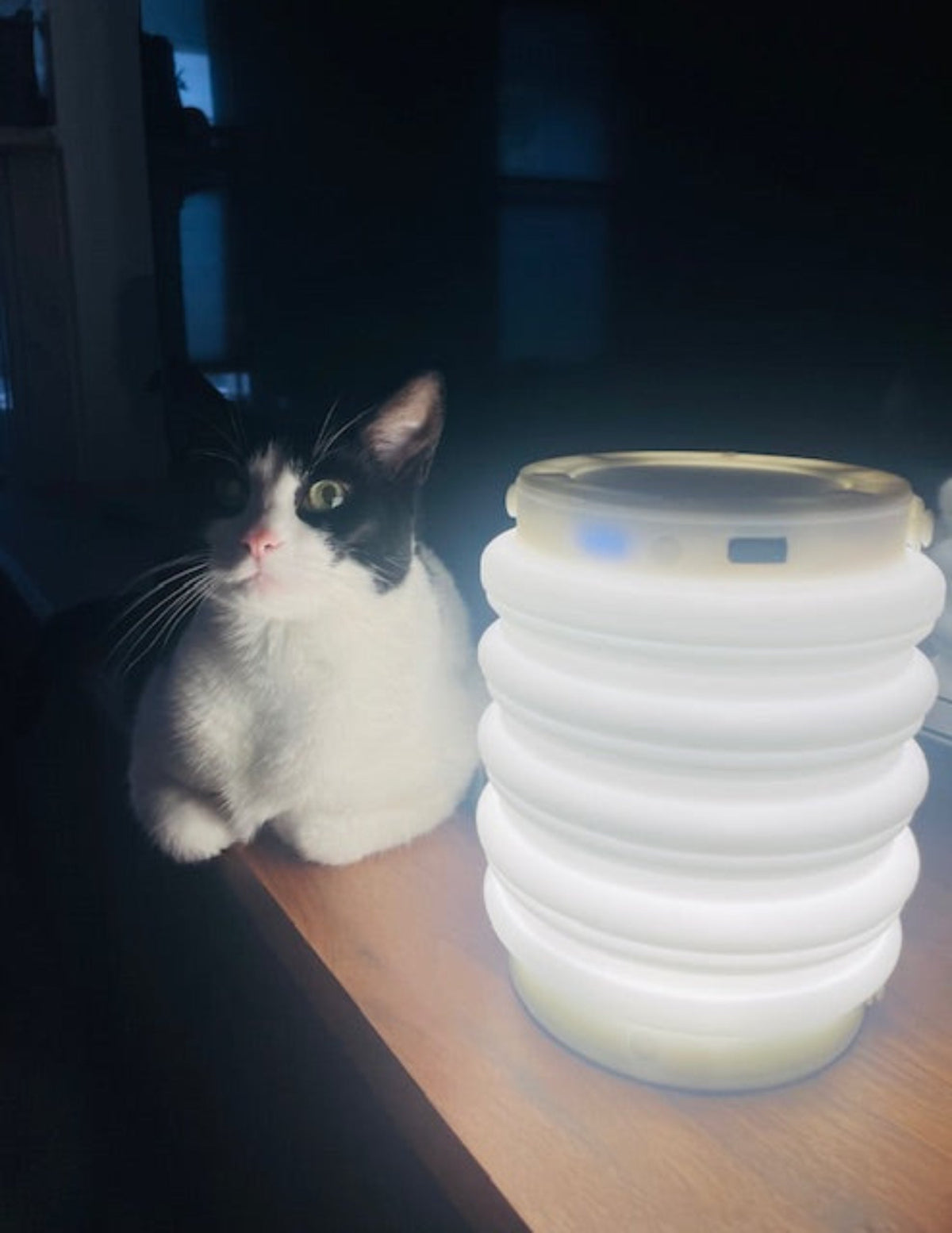 Cat sitting next to a HAVEN solar portable lantern and power bank in a blackout where there has a been a power failure